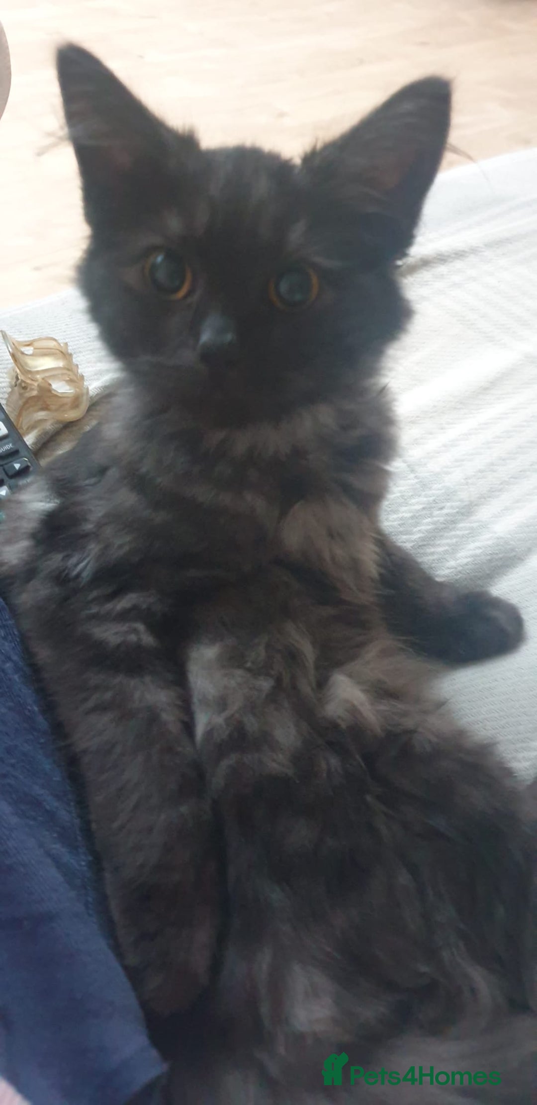 Ragdoll cats for sale: Ragdoll x Shorthair Male - Advert 5