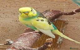 Budgerigars birds for sale: Young budgies for sale £20 sandbach cheshire - Image 3