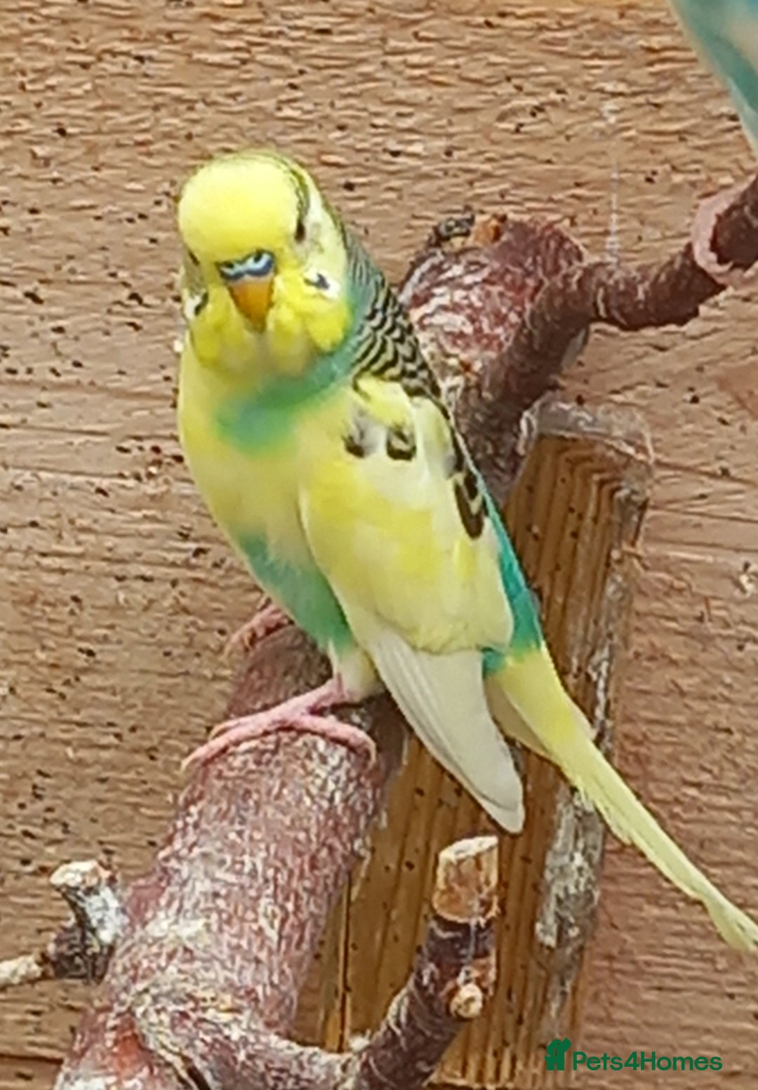 Budgerigars birds for sale: Young budgies for sale £20 sandbach cheshire - Image 3