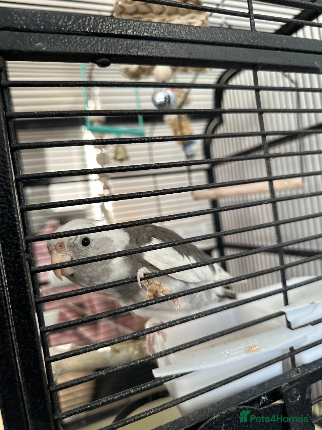 Cockatiels birds for sale: A pair of cockatiels - Image 4