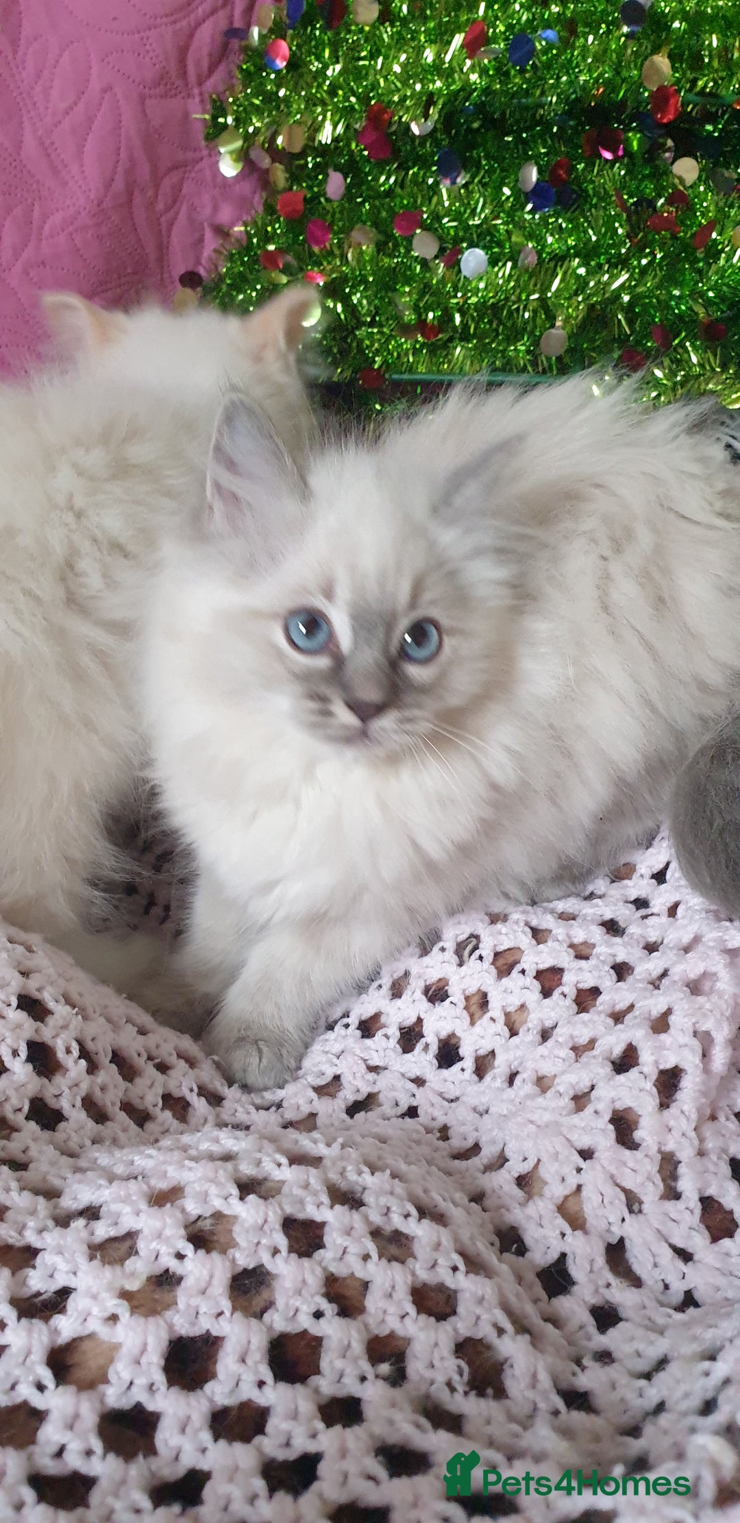 Ragdoll cats for sale: 💗Stunning GCCF registered Ragdoll Kittens. - Advert 27