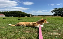 Welsh Corgi Pembroke dogs for sale: Beautiful Pembroke Corgi Girl For Sale  - Image 2