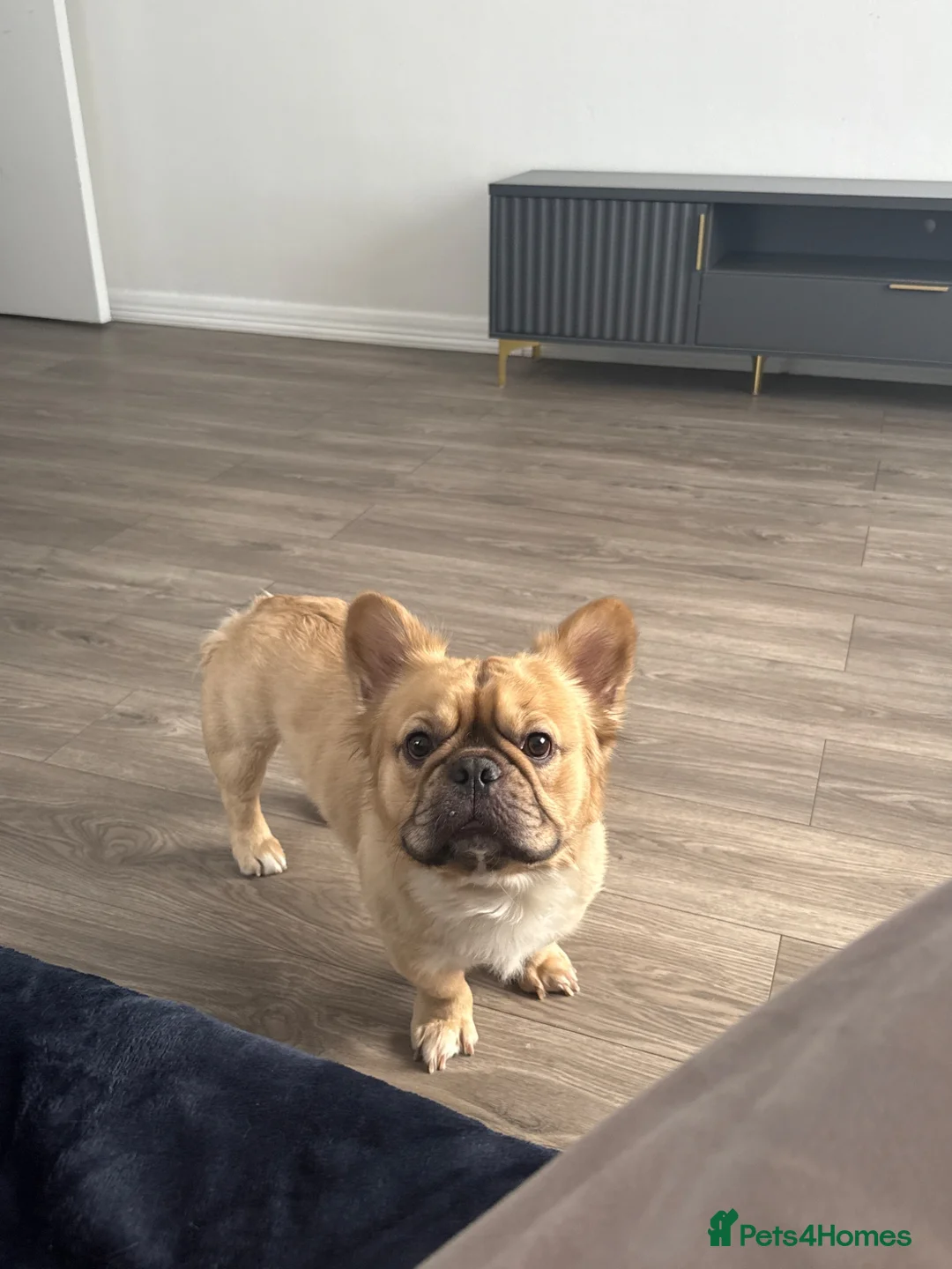 Mixed Breed dogs for sale: Bruno in Derby - Advert 1