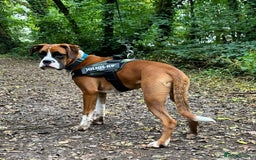 Boxer dogs for sale: Boxer boy needs new home - Advert 3
