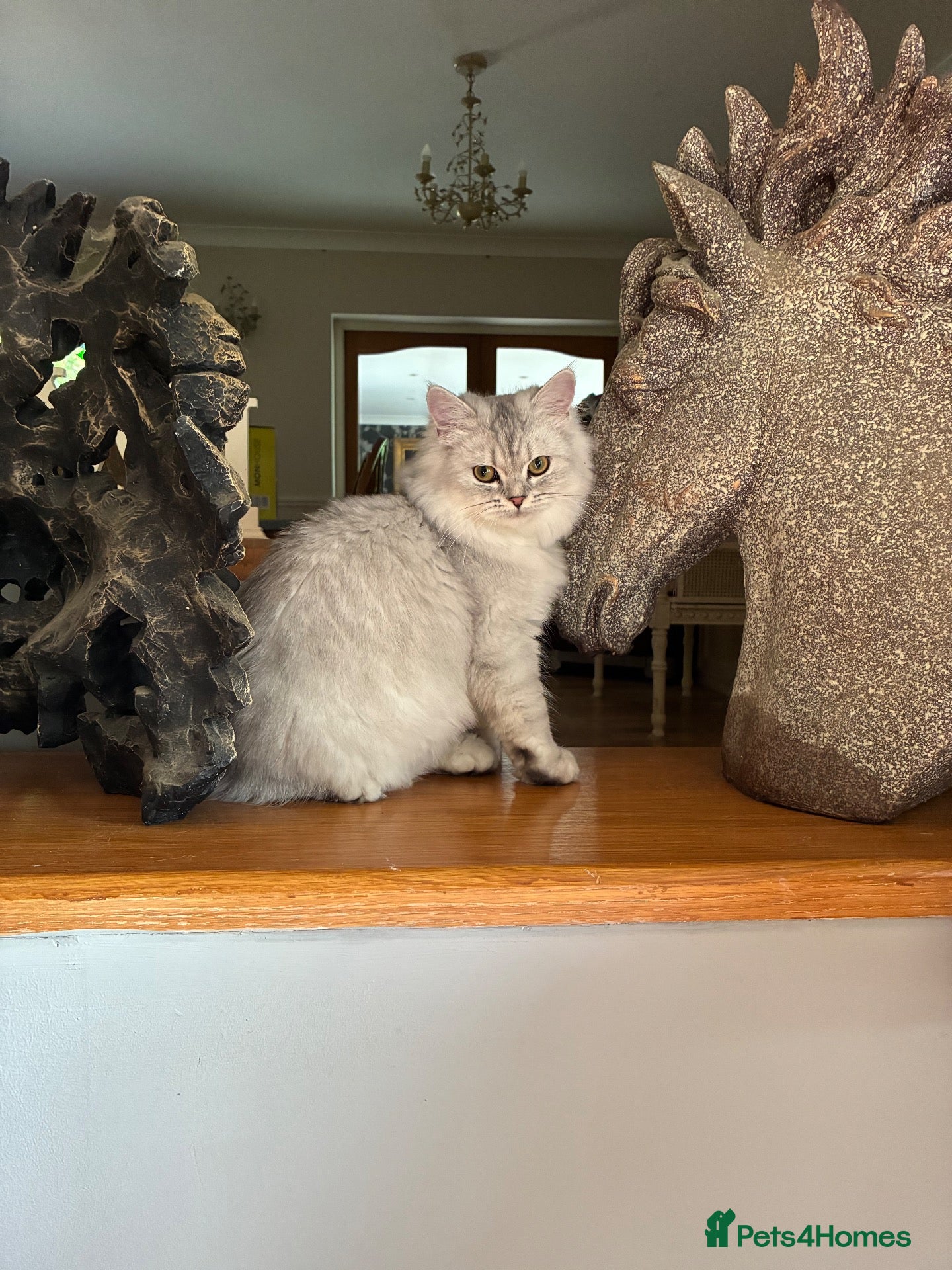 Persian cats Two Persian chinchillas pedigree - Advert 3