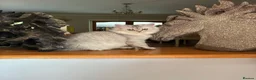 Persian cats for sale: Two Persian chinchillas pedigree - Advert 1