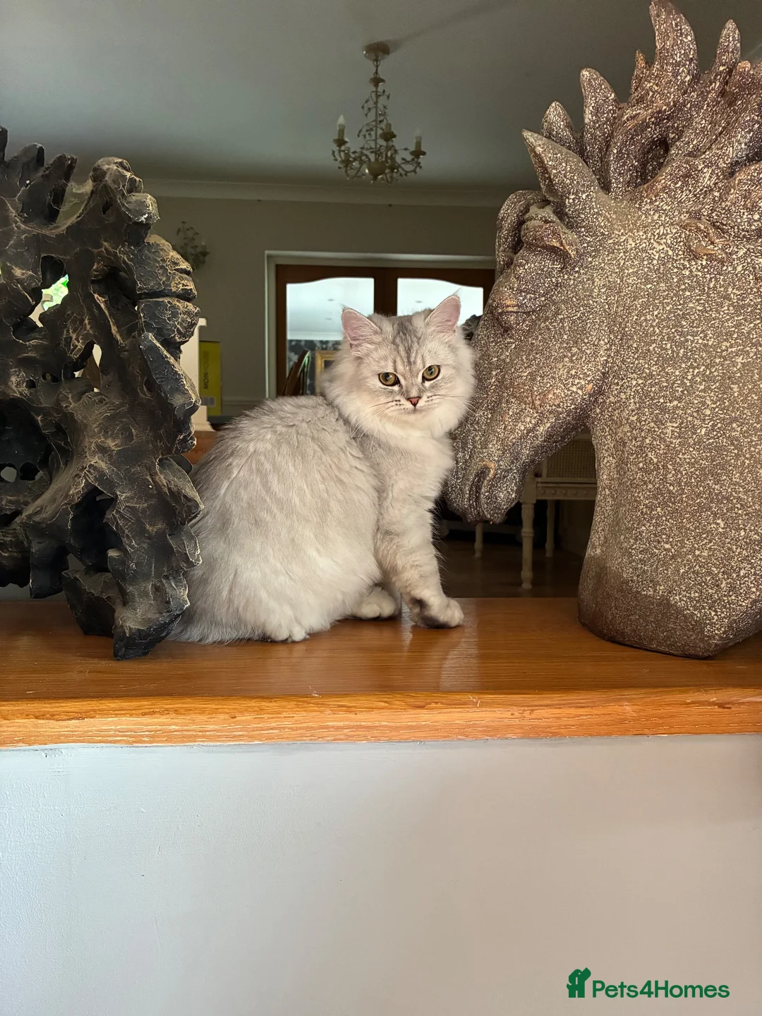 Persian cats for sale: Two Persian chinchillas pedigree - Advert 1