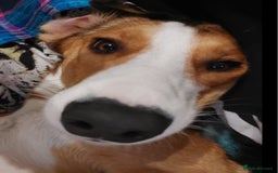 Mixed Breed dogs for sale: New Home  - Image 1