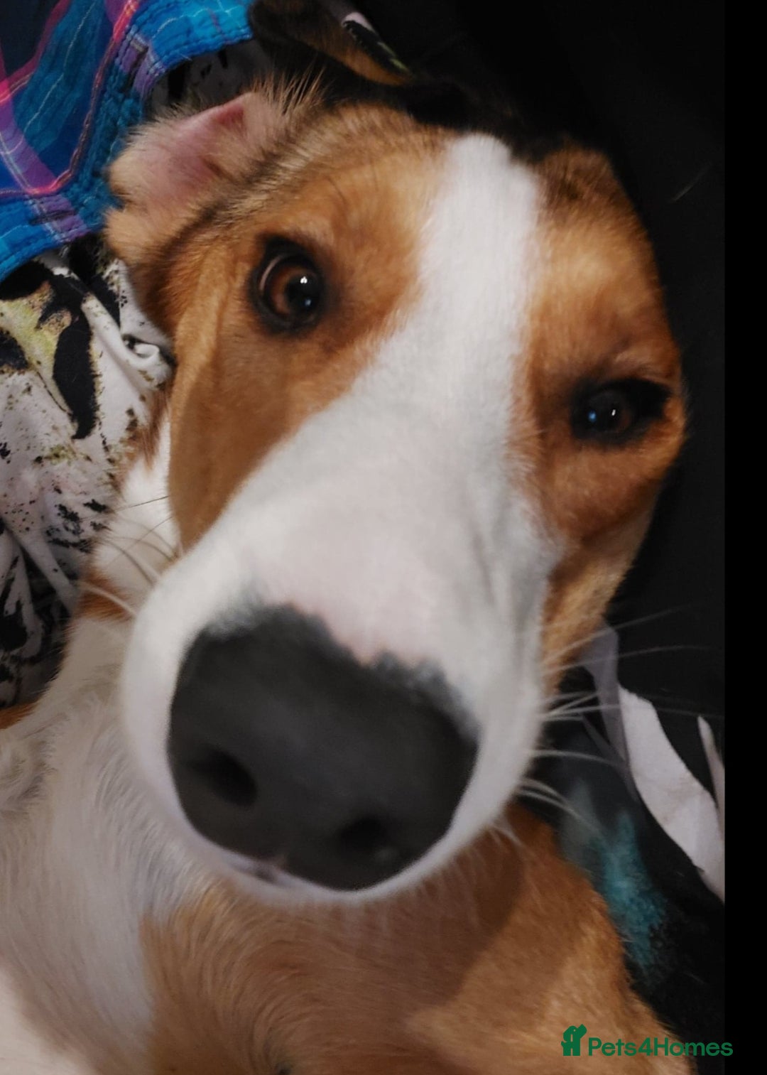 Mixed Breed dogs for sale: New Home  - Image 1