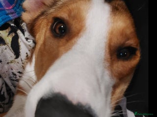 Mixed Breed dogs - Advert 1