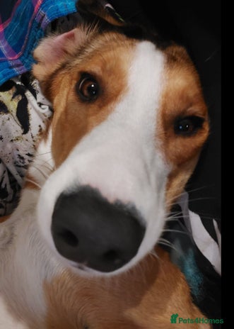 Mixed Breed dogs - Advert 1
