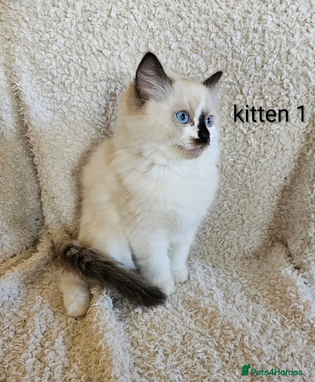 Ragdoll cats for sale: 7 GCCF Ragdoll kittens. Blue and Seal. Home raised - Advert 2