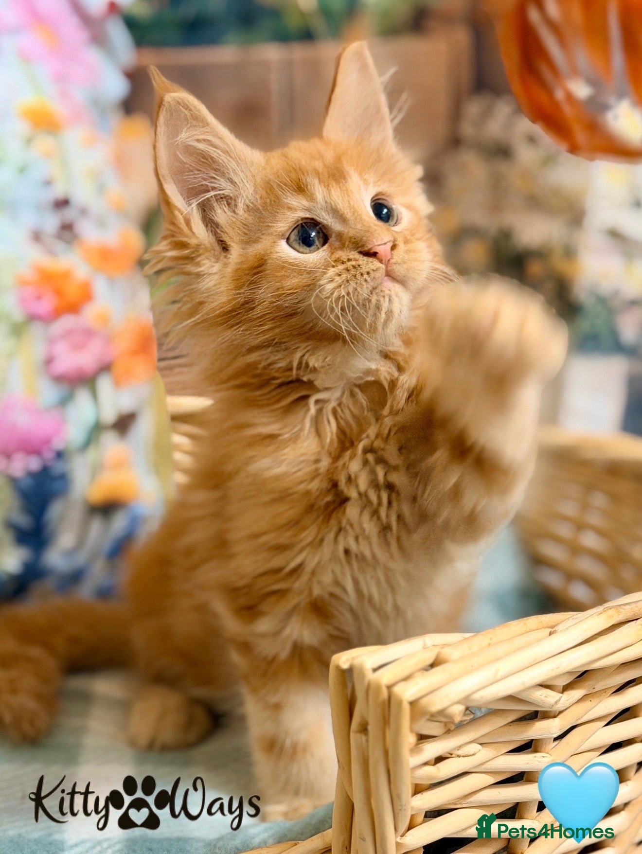 Maine Coon cats 🐾🦁 *TICA REG* GINGER MAINE COON KITTENS🦁🐾 - Advert 2