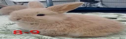 Mini Lop rabbits for sale: Beautiful Mini Lop bunnies  - Advert 32