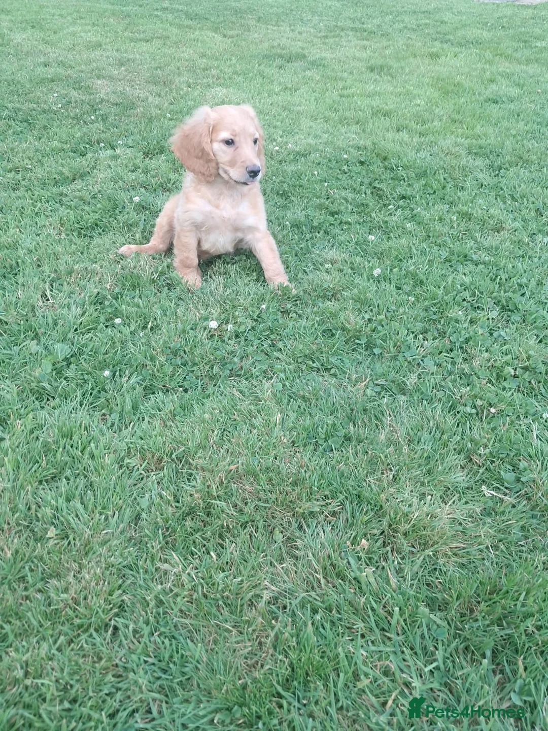 Cockapoo dogs for sale: Cockapoo pups - Advert 7