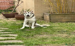 Siberian Husky dogs for stud: Spade a Siberian Husky  - Image 2