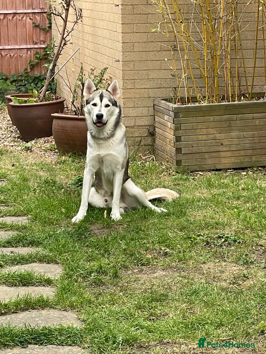Siberian Husky dogs for stud: Spade a Siberian Husky  - Image 2
