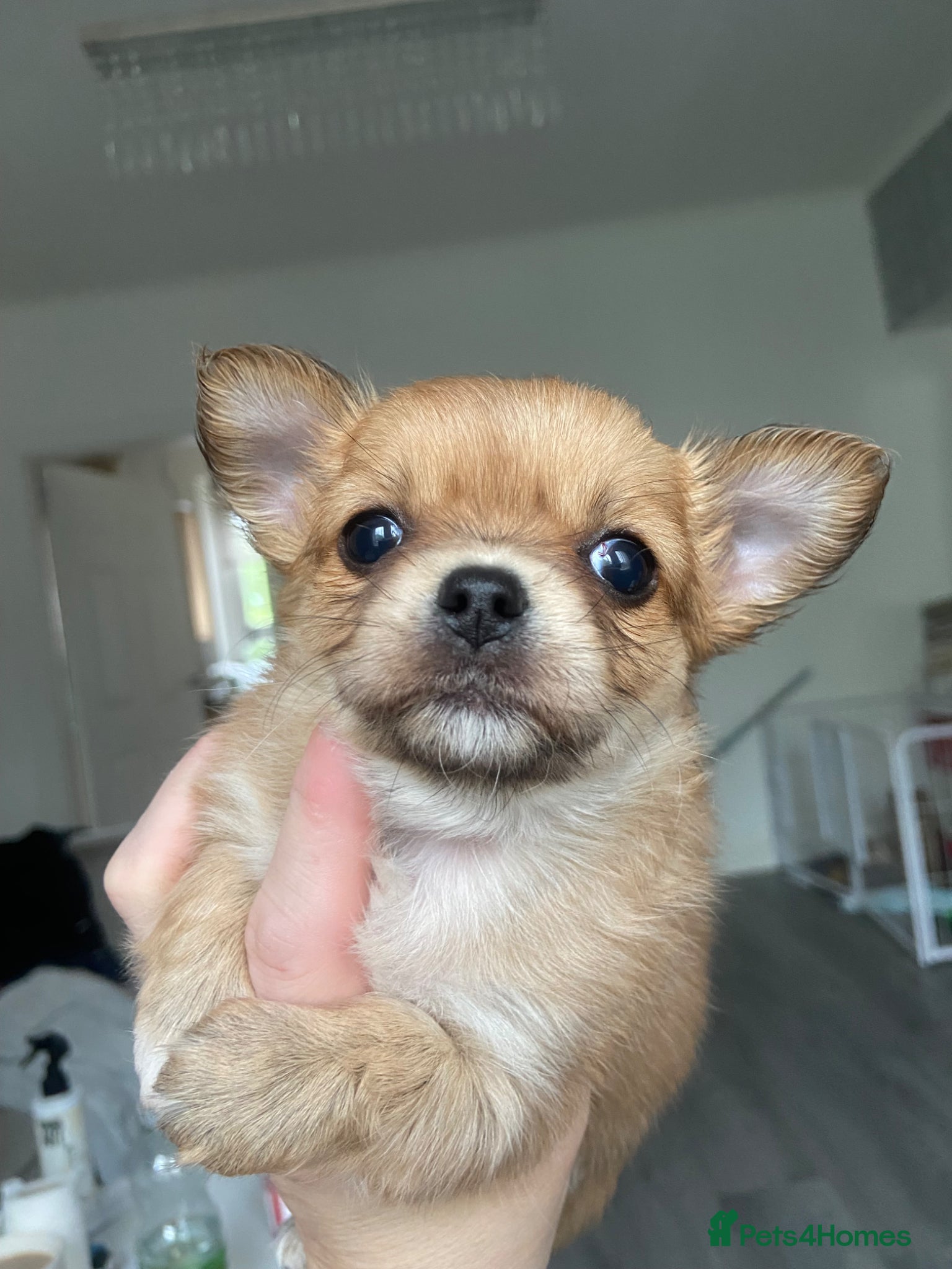 Chihuahua dogs ❌❌❌ STUNNING CHIHUAHUA PUPs ❌❌❌ - Advert 5