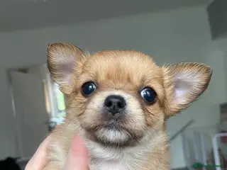 Chihuahua dogs ❌❌❌ STUNNING CHIHUAHUA PUPs ❌❌❌ - Advert 5