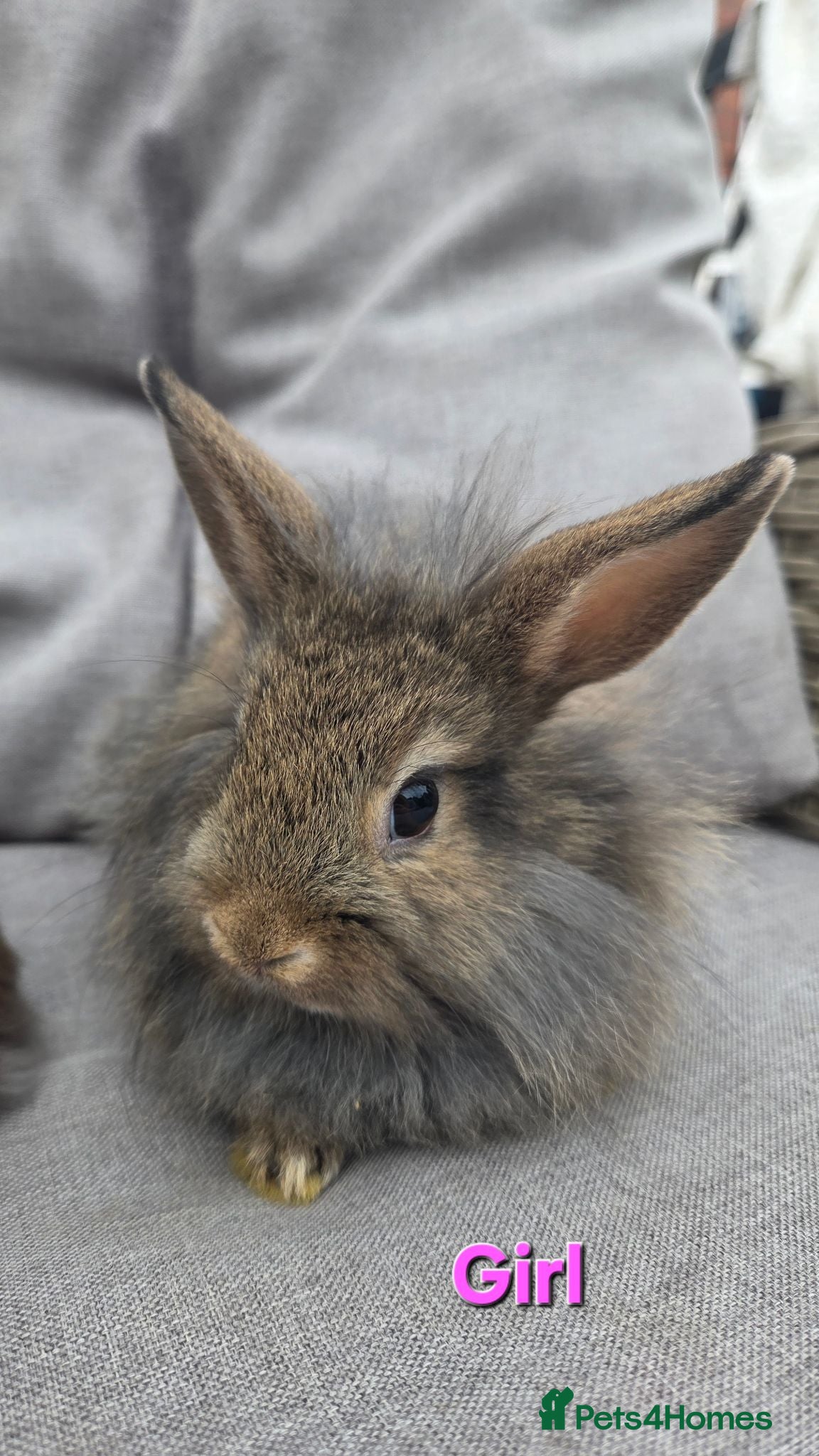 Lionhead rabbits Lion-lop Babies LAST GIRL LEFT VERY TAME🩷🩷🩷🩵 - Advert 2
