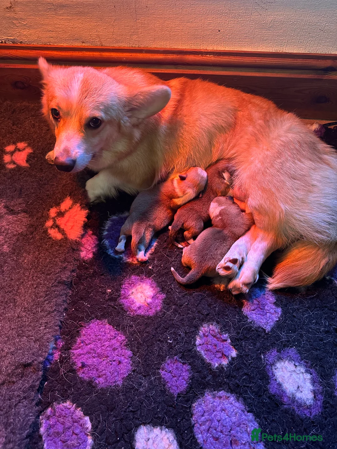 Welsh Corgi Pembroke dogs for sale: Stunning KC registered pups - Advert 8