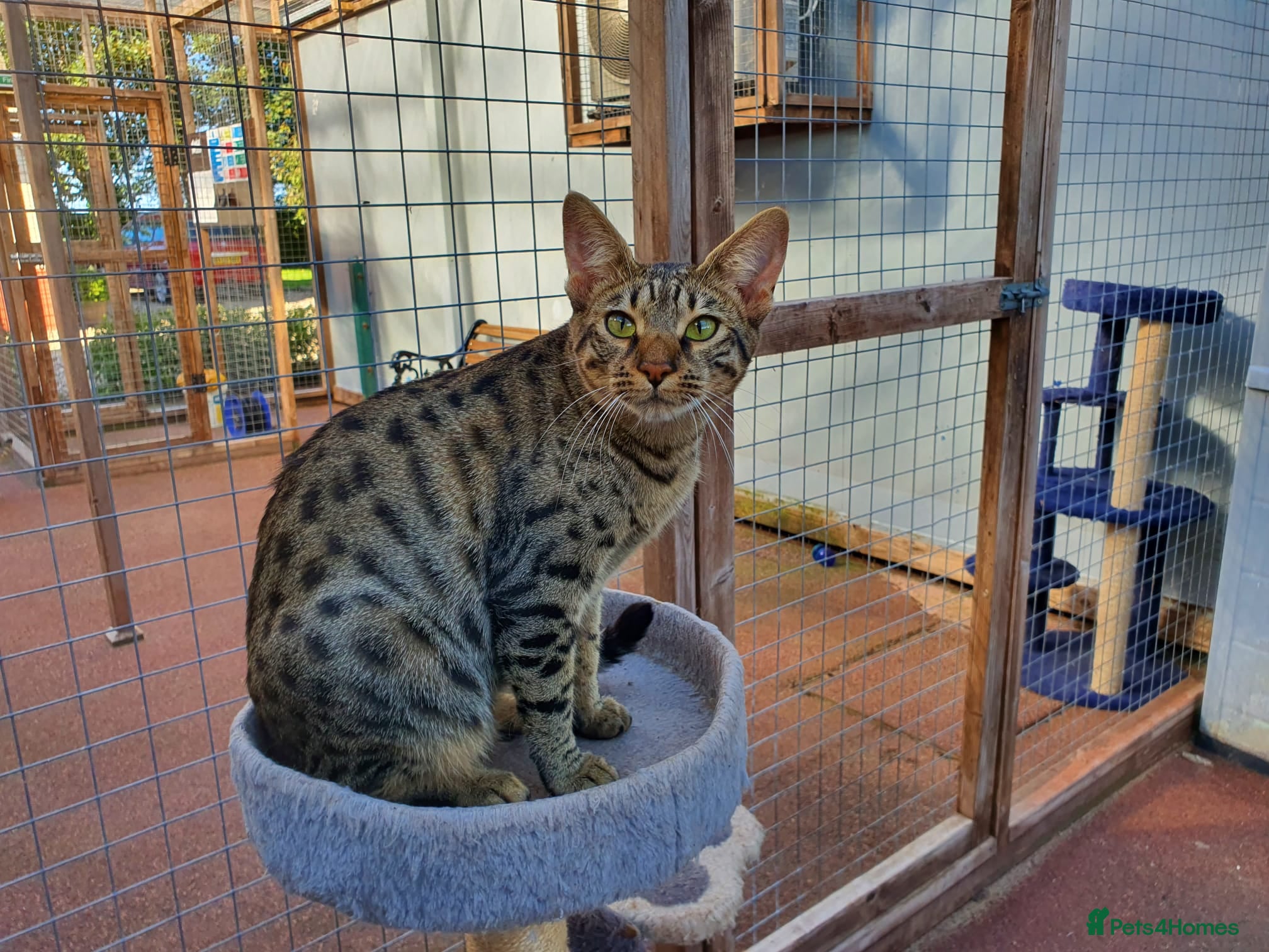 Savannah cats F6 Girl Brown Spotted Savannah - Advert 2