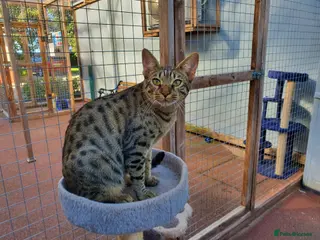 Savannah cats F6 Girl Brown Spotted Savannah - Advert 11