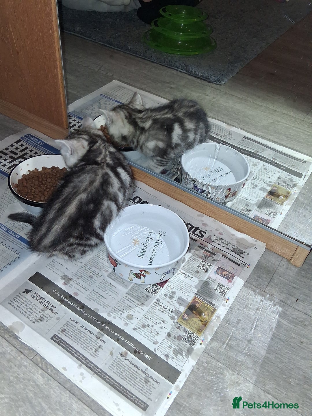 Bengal cats for sale: 1 Bengal boy  1 brown tabby boy - Advert 8