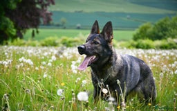 German Shepherd dogs for sale: Stunning German Shepard Litter On Their Way - Image 5