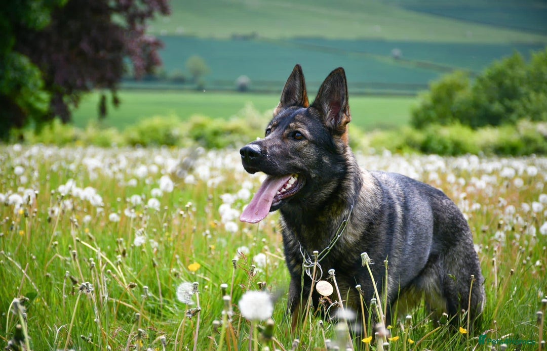 German Shepherd dogs for sale: Stunning German Shepard Litter On Their Way - Image 5