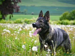 German Shepherd dogs - Advert 6
