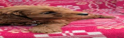 Cockapoo dogs for sale: ♥️ Gorgeous Deep Red F1b Miniature Cockapoo pups♥️ - Advert 6