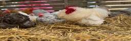 Chickens poultry for sale: Pekin bantam hatching eggs, chicks, growers, hens - Advert 13