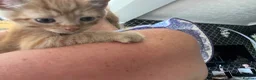 Mixed Breed cats for sale: Gorgeous kittens  - Advert 5