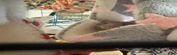Rat rodents for sale: 2 male rats, huge cage and contents  - Advert 4