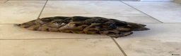 Hermann Tortoise reptiles for sale: 26 year old Hermann tortoise - Advert 4
