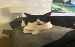 Domestic Shorthair cats for sale: Help needed for my lovely male cat Spyro - Image 4