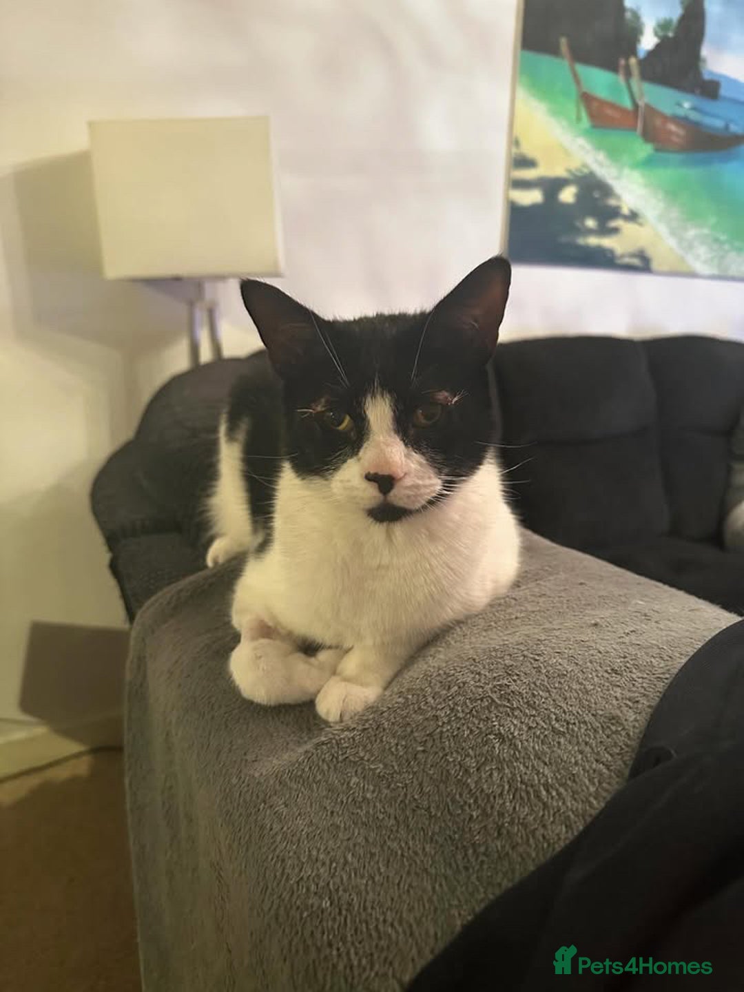 Domestic Shorthair cats for sale: Help needed for my lovely male cat Spyro - Image 4