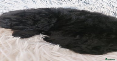 Toy Poodle dogs - Advert 15