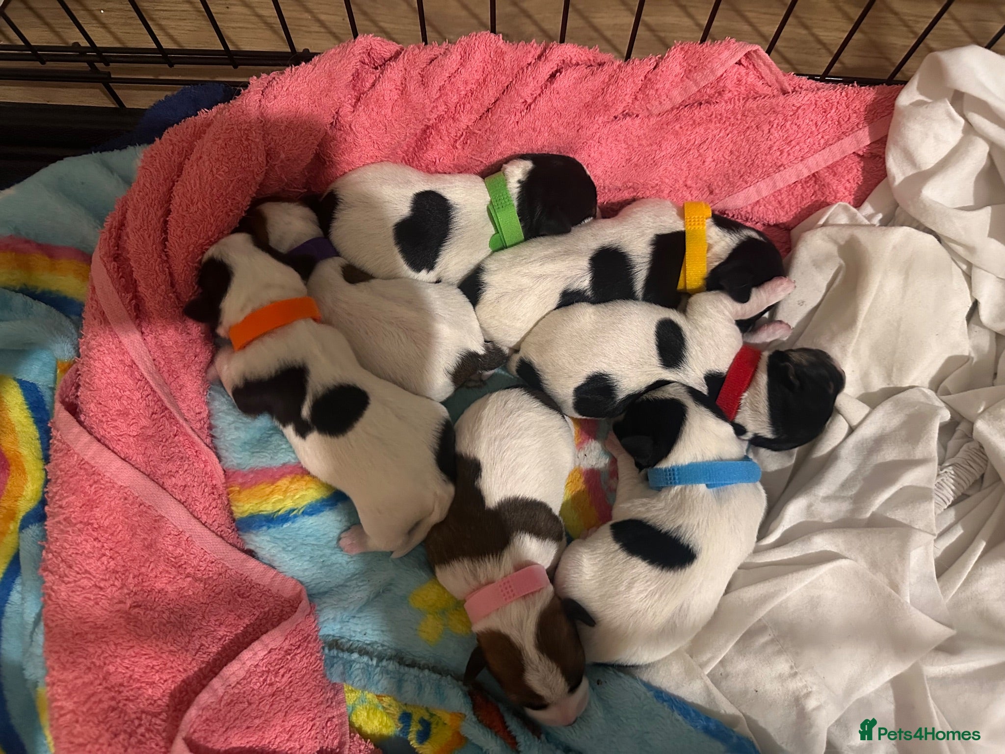 Jack Russell dogs Jack Russel puppies - Advert 5