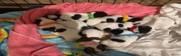 Jack Russell dogs for sale: Jack Russel puppies - Advert 1