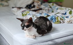 Cornish Rex cats for sale: Selling our beautiful Cornish Rex brothers - Image 6