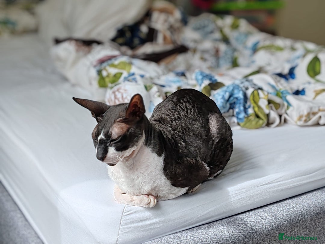 Cornish Rex cats for sale: Selling our beautiful Cornish Rex brothers - Image 6
