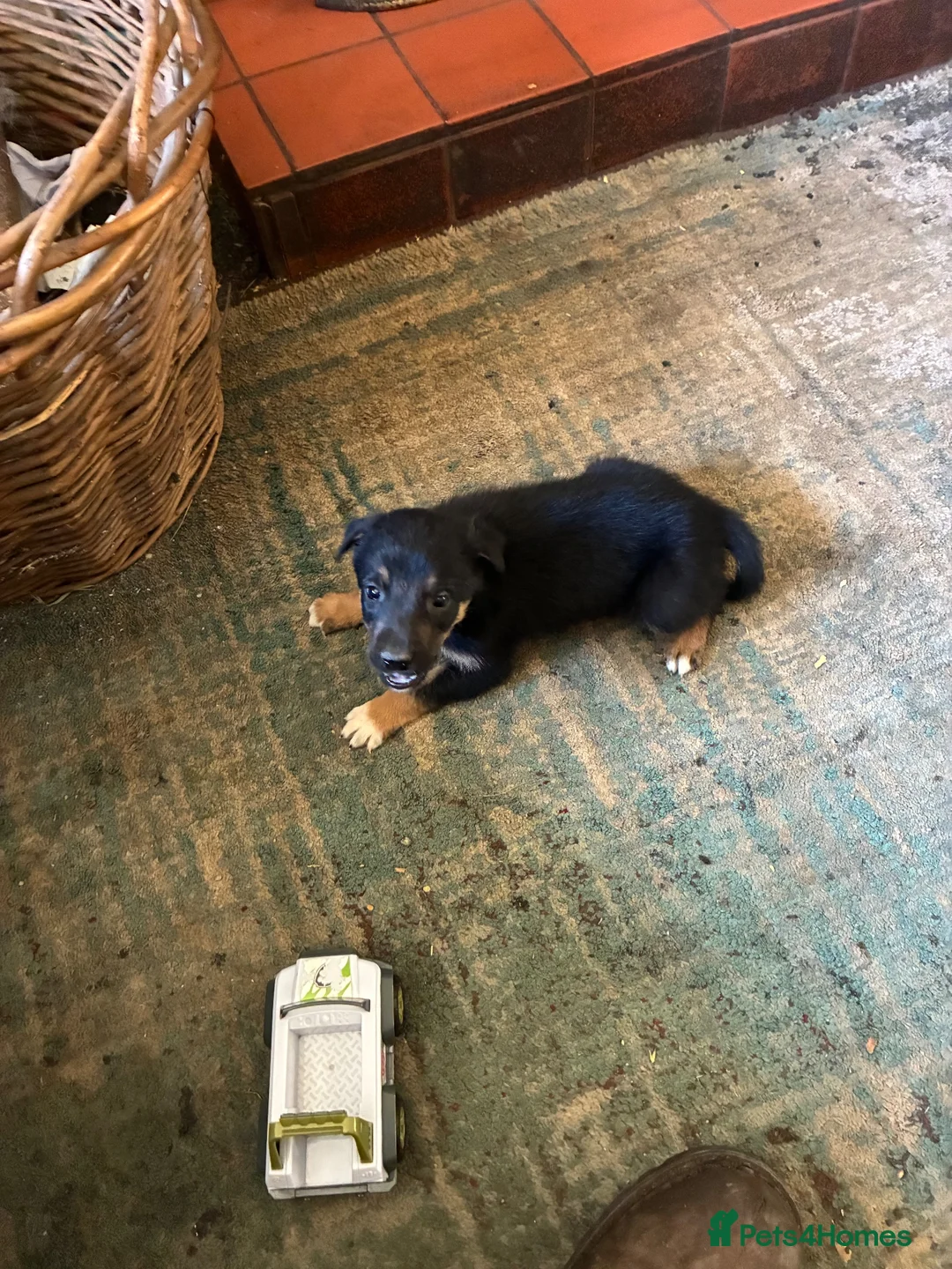 Border Collie dogs for sale: Adorable border collie puppies  - Advert 2