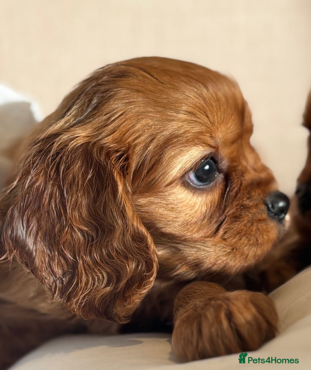 Cavalier King Charles Spaniel dogs for sale: 🐶KC REG, EXTENSIVELY HEALTH TESTED CAVALIER 🐶  - Advert 22