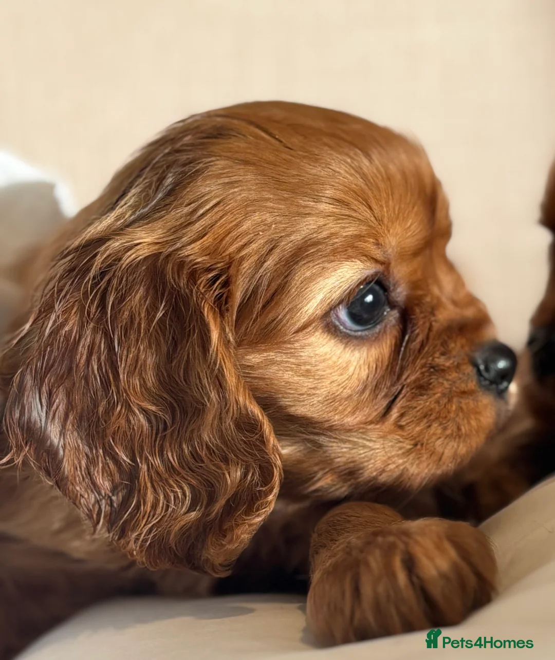 Cavalier King Charles Spaniel dogs for sale: 🐶KC REG, EXTENSIVELY HEALTH TESTED CAVALIER 🐶  - Advert 23