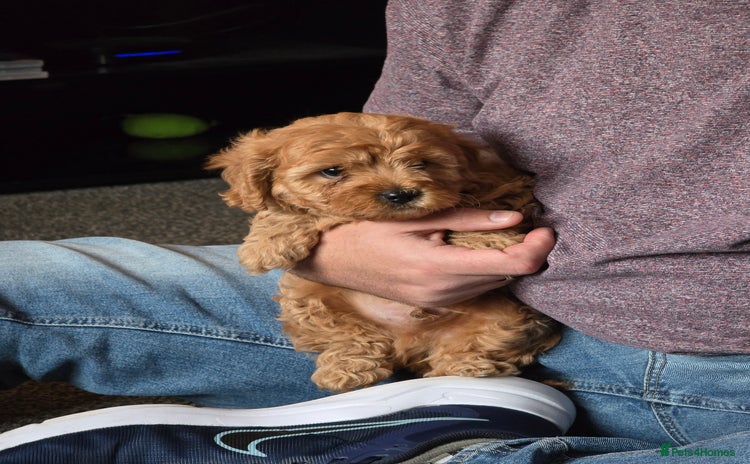 Cavapoo dogs - Advert 1