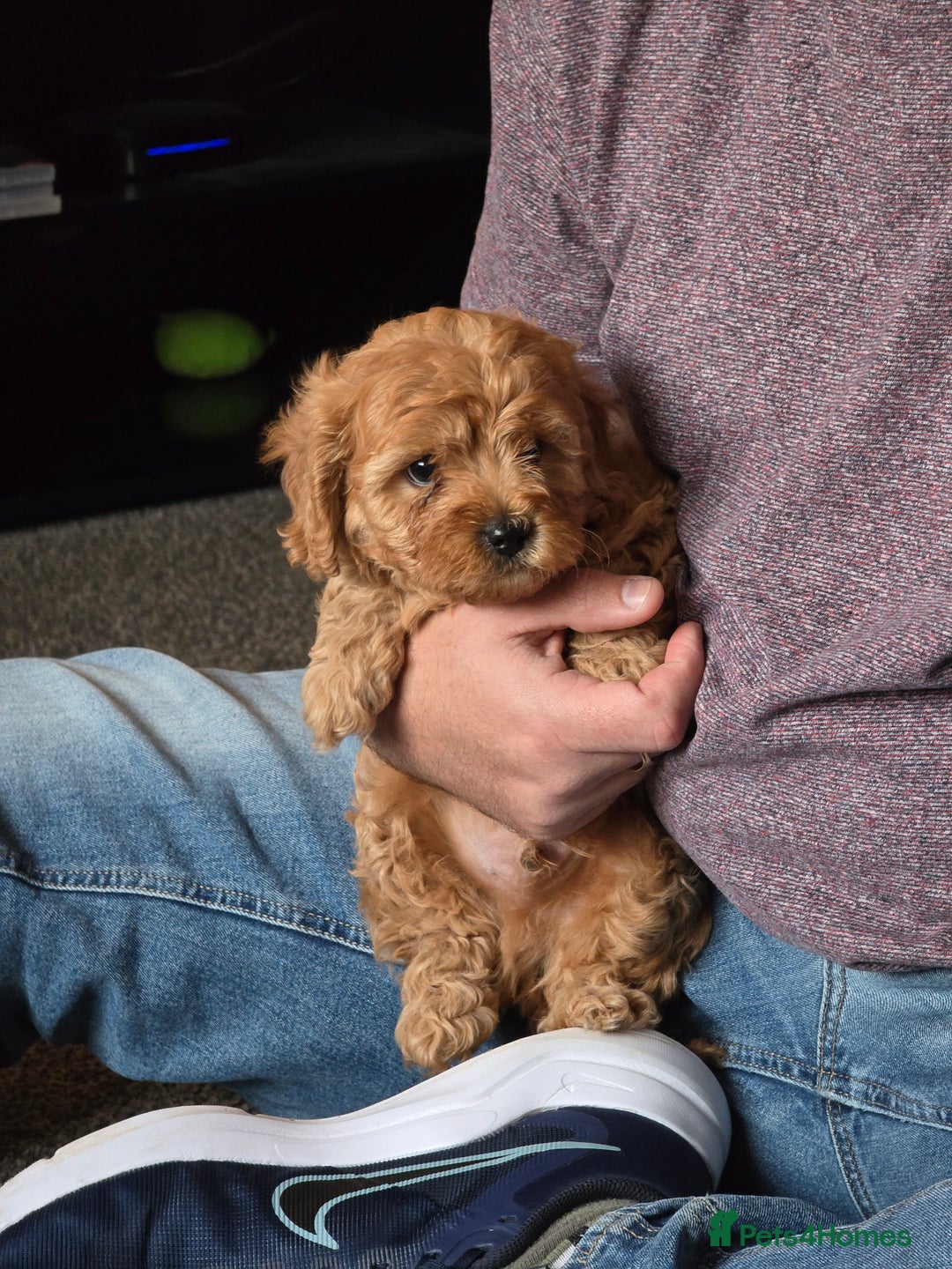 Cavapoo dogs for sale: Cavapoo Puppies Boys - Image 1