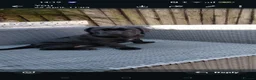 Cane Corso dogs for sale: Cane Corso puppies ready to leave now - Advert 15