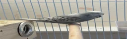 Budgerigars birds for sale: Female Budgie – 1 Year Old in Kidlington - Advert 5